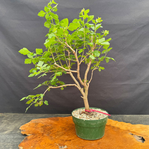 Fragrant Sumac pre-bonsai shown from the front in a green training pot, with tall upright branching, fresh green foliage, and flower and red fruit potential.