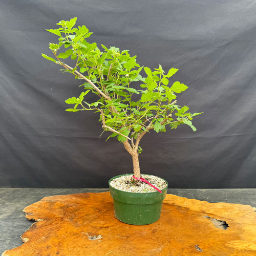Fragrant Sumac pre-bonsai with compact branching, in a green training pot