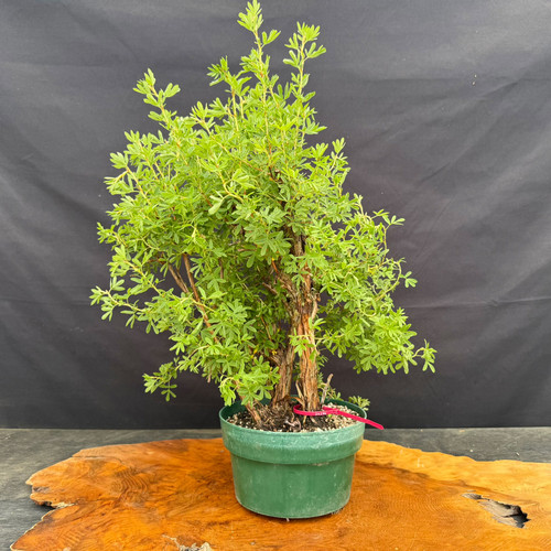 Old gnarly Pink Beauty Potentilla pre-bonsai shown from the front in a green training pot, with dense green foliage, aged multi-stem trunk structure, rugged bark, and flowering bonsai potential.