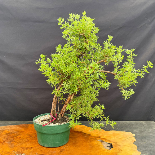 Front view of the Pink Beauty Potentilla pre-bonsai in a green training pot, showing aged multi-trunk structure, rugged bark, fine foliage, and 18 inch height from soil to apex.