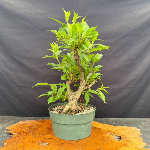 Old flowering Weigela pre-bonsai with a thick aged trunk base, green training pot