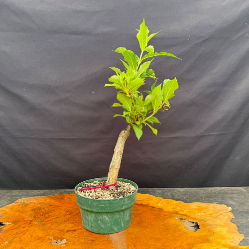 Side view of the old Flowering Weigela pre-bonsai showing the slanted aged trunk, compact upper growth, bright new leaves, and narrow 8 inch spread.