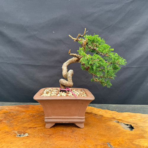 Styled Itoigawa Shimpaku bonsai in ceramic Yixing pot with dramatic trunk movement front view