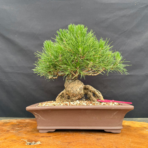 Japanese Black Pine bonsai with exposed roots, dense green needle canopy, and rectangular Yixing ceramic pot photographed from the front