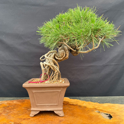 Exposed root Japanese Black Pine bonsai with twisting roots, Yixing pot