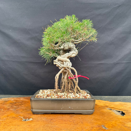 Exposed root Japanese Black Pine bonsai in a show quality rectangular Yixing pot