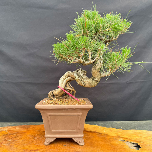Twisting exposed root Japanese Black Pine bonsai in a Yixing ceramic pot