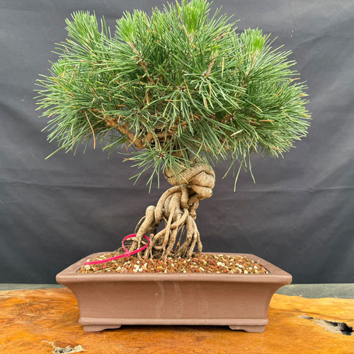 Exposed root Japanese Black Pine bonsai with thick roots, 11.5 inch Yixing pot