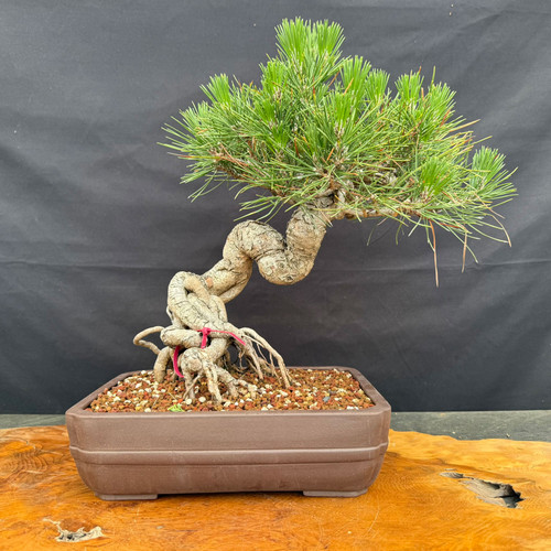 Twisted exposed root Japanese Black Pine bonsai in an 11.5 inch Yixing pot