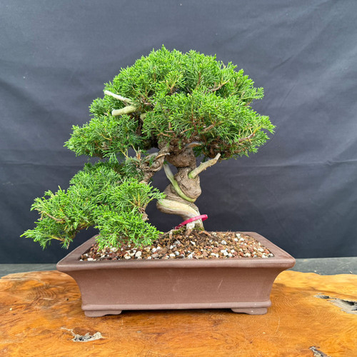 Twisted Itoigawa Shimpaku juniper bonsai with shari, in an 11.75 inch Yixing pot