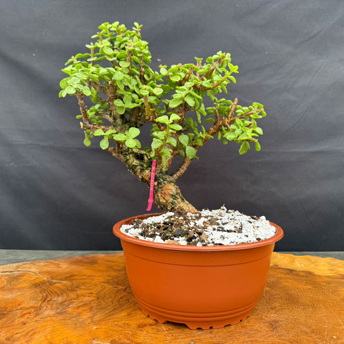 Full front view of Frank Yee Cork Bark Jade pre-bonsai in an 8.5 inch grow pot, showing 12 inch height, compact green foliage, corked trunk, and upright structure