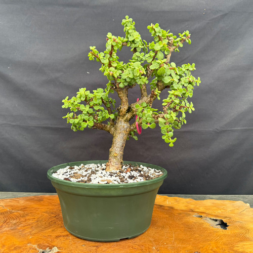 Full front view of Frank Yee Cork Bark Jade pre-bonsai in a green 10 inch grow pot, showing upright corked trunk, compact green canopy, and 14 inch height