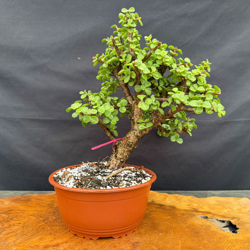 Full front view of Frank Yee Cork Bark Jade pre-bonsai in an 8.5 inch grow pot, showing slanting corked trunk, full green canopy, pink inventory tag, and 12 inch height