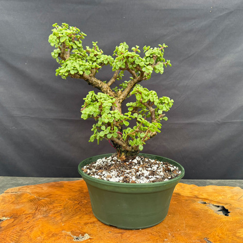 Full front view of Frank Yee Cork Bark Jade pre-bonsai in a 10 inch green grow pot, showing tall multi-branch form, corked trunk, green foliage clusters, and 15 inch height
