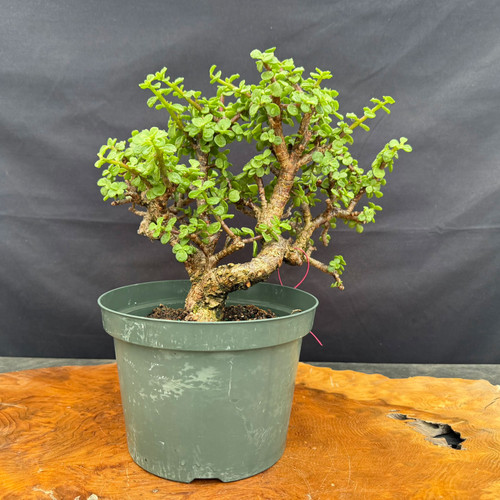 Full front view of Frank Yee Cork Bark Jade pre-bonsai in an 8 inch green grow pot, showing curved corked trunk, compact branching, green succulent foliage, and 11 inch height