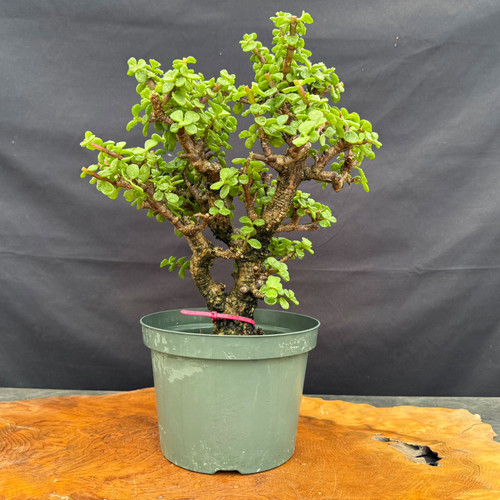 Full front view of Frank Yee Cork Bark Jade pre-bonsai in an 8 inch green grow pot, showing compact multi-trunk style, corked bark, green foliage, and 13 inch height