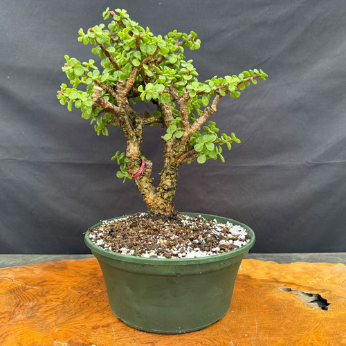 Full front view of Frank Yee Cork Bark Jade pre-bonsai in a 10 inch green grow pot, showing twin-trunk style, corked bark, compact canopy, and 13 inch height