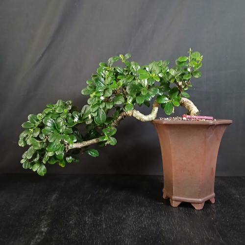 Full side view of semi-cascade Fukien Tea bonsai in tall Yixing ceramic pot, showing glossy green foliage, long horizontal trunk movement, and small white flowers