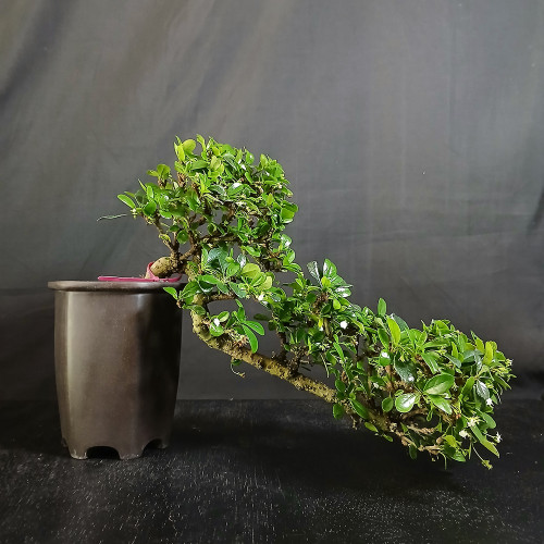 Full side view of flowering cascade-style Fukien Tea bonsai in dark Yixing ceramic pot, showing long sweeping trunk, glossy green foliage, and small white flowers