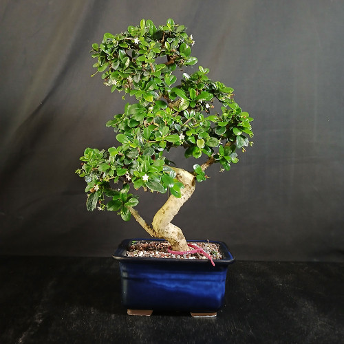 Flowering S-Curve Fukien Tea Bonsai with Blue Glazed Japanese Pot
