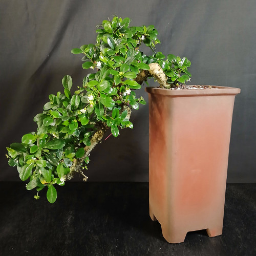 Full side view of flowering cascade Fukien Tea bonsai in tall show quality Yixing ceramic pot, showing glossy green foliage flowing downward, small white flowers, and textured trunk movement