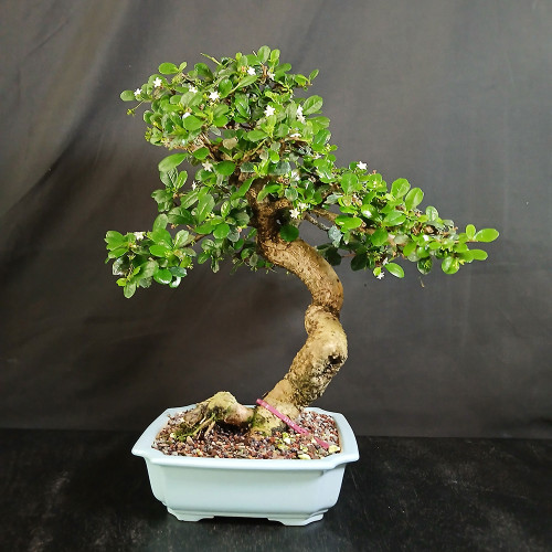 Full front view of mature flowering Fukien Tea bonsai in light glazed Yixing pot, showing dramatic S-curve trunk, glossy green canopy, small white flowers, and exposed root detail