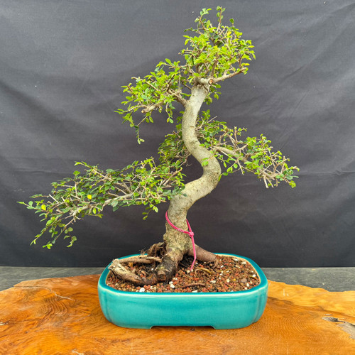 Full front view of imported Chinese Elm bonsai in turquoise glazed Yixing ceramic pot, showing traditional S-curve trunk, gnarly exposed root base, 19 inch height, and open branching photographed June 26 2026