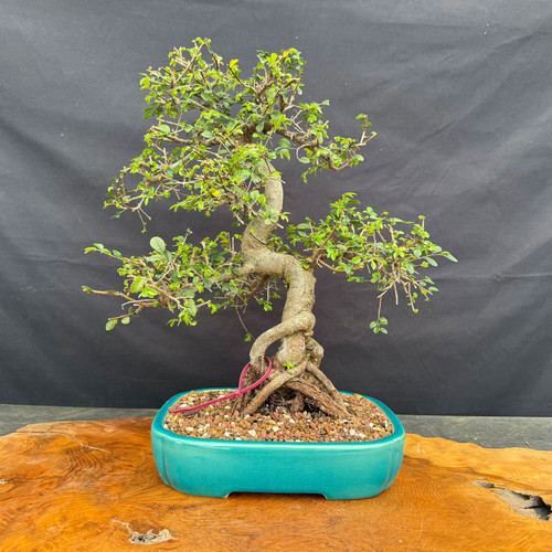 Full front view of imported Chinese Elm bonsai in turquoise glazed Yixing ceramic pot, showing twisting trunk movement, gnarly exposed root base, open branching, and 18 inch height
