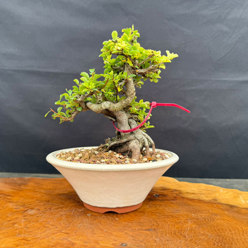 Full front view of rare Red Flowering Chojubai in cream Eimei Tokoname ceramic pot, showing twisted trunk, exposed root base, compact green foliage, and 8 inch height