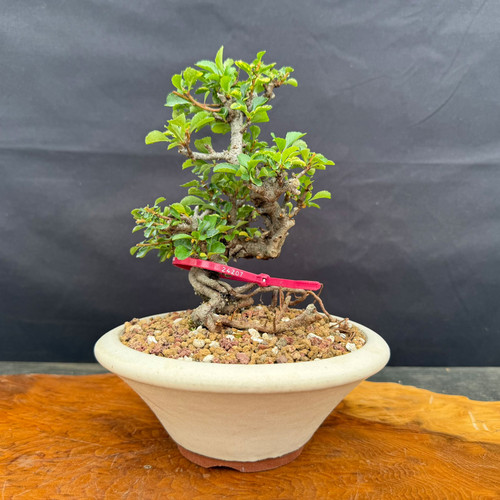 Rare red flowering Chojubai bonsai in a cream Eimei Tokoname ceramic pot