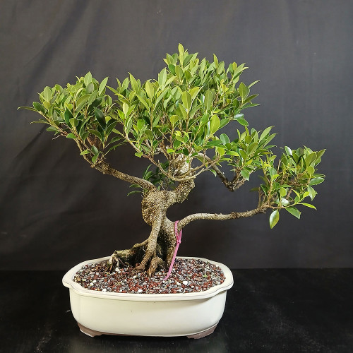 Imported Tiger Bark Ficus bonsai in a cream glazed Japanese ceramic pot with S-curve trunk movement, exposed nebari, aerial roots, full green canopy, and right-extending branch.