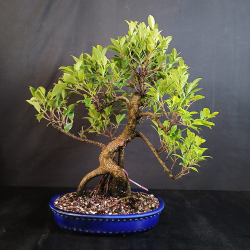Imported Tiger Bark Ficus bonsai in a blue glazed Yixing drum-style pot with S-curve trunk, exposed nebari, aerial roots, and full green canopy.
