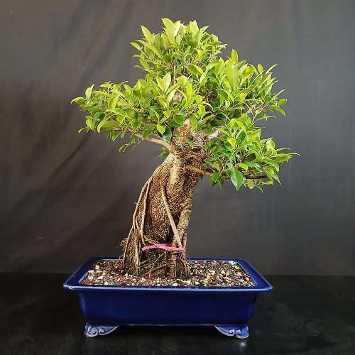 Imported specimen Tiger Bark Ficus bonsai in blue Yixing pot with large banyan-style trunk, dramatic aerial roots, exposed nebari, and full green canopy.