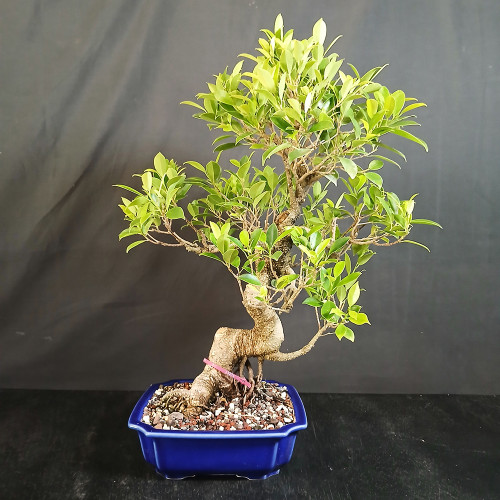 Imported Tiger Bark Ficus bonsai in blue Yixing ceramic pot with thick S-curve trunk, aerial root detail, full green canopy, and branches ready for refinement.