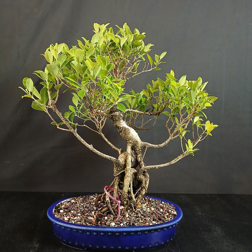 Imported Tiger Bark Ficus bonsai in blue Yixing drum pot with wild open branching, banyan-style aerial roots, exposed nebari, and bright green tropical foliage.