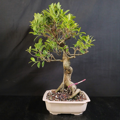 Imported Tiger Bark Ficus bonsai in light Yixing ceramic pot with tall elegant trunk movement, rounded green canopy, exposed root base, and open branch structure.