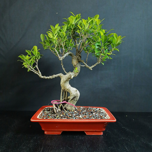 Imported Tiger Bark Ficus bonsai in red glazed Yixing ceramic pot with graceful S-curve trunk, exposed root base, open branching, and compact green canopy.