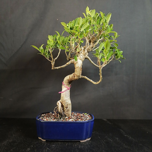 Imported Tiger Bark Ficus bonsai in blue glazed Japanese ceramic pot with elegant S-curve trunk, exposed root base, open branching, and compact green canopy.