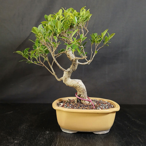 Imported Tiger Bark Ficus bonsai in warm glazed Japanese pot with graceful S-curve trunk, compact green canopy, open branch structure, and tropical bonsai movement.