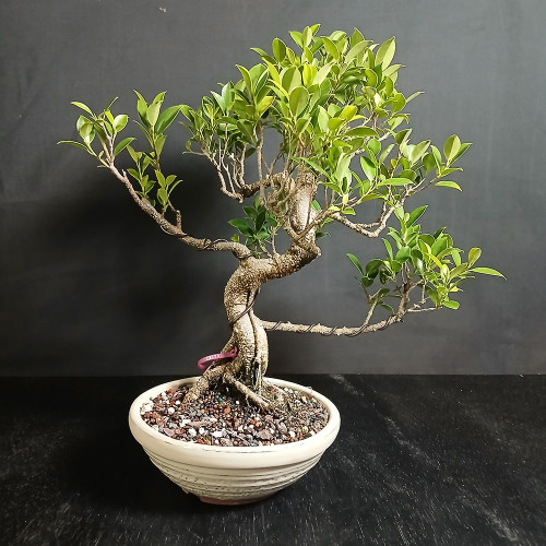 Front view of Imported Tiger Bark Ficus bonsai showing curved trunk movement, wide branch spread, exposed nebari, glossy green foliage, and round glazed Japanese pot.