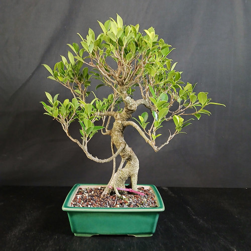 Front view of Imported Tiger Bark Ficus bonsai showing upright trunk movement, open branching, exposed root base, glossy green foliage, and green glazed Yixing pot.