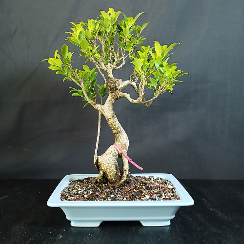 Imported Tiger Bark Ficus bonsai in light blue glazed Yixing ceramic pot with graceful curved trunk, exposed root base, bright green foliage, and balanced canopy.