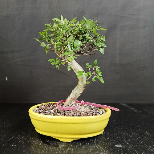 Chinese Elm bonsai with a gently curved trunk, in a bright yellow glazed oval pot