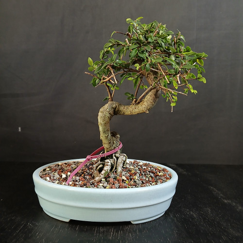 Full front view of a traditional Chinese Elm bonsai with a curved textured trunk, sculptural finger-like exposed roots, full green canopy, and pale blue oval pot
