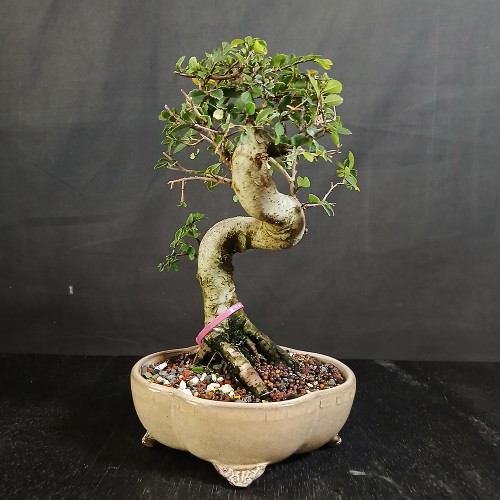 Full front view of a Chinese Elm bonsai with a thick serpentine trunk, strong flared roots, developing rounded canopy, and neutral glazed pot with decorative feet