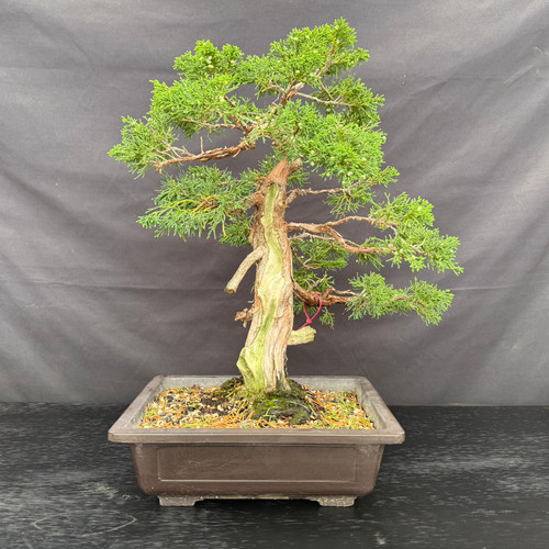 <h2>A Remarkable 40-Year-Old Kishu Shimpaku with Incredible Deadwood</h2>

<p>Started from a cutting in 1986, this Kishu Shimpaku has been alive and cared for for approximately 14,630 days. Think about that for a moment: 14,630 days of someone showing up, checking the soil and giving this tree what it needed to continue growing. At its current price, that history works out to only about 15 cents per day.</p>

<p>Trees are incredible—and this is exactly the kind of tree that reminds me why.</p>

<p>This specimen pre-bonsai already possesses the qualities that take decades to create: a powerful trunk, beautiful movement, mature bark, dramatic deadwood, a defined live vein and compact Kishu foliage. The contrast between the living vein and weathered wood gives the trunk tremendous character before its future design has even begun.</p>

<p>This tree has been opened up so you can clearly see its trunk and branch structure, but it has not been wired into a final design. That makes it an especially exciting opportunity for someone who wants to style an exceptional tree themselves, bring it to a workshop or develop it alongside a bonsai professional.</p>

<p>The difficult part—the decades of growing, watering and patient development—has already been done. Its next owner gets to decide where the story goes from here.</p>

<p>Our collection of mature Kishu Shimpaku was largely acquired from Gerald Rainville. Some of these trees remain completely raw, while others, like this one, have been selectively opened to reveal their trunks and branching. As we continue to style and refine them, their prices will increase to reflect that additional development.</p>

<p>These are not young nursery plants that can be quickly replaced. They are scarce, mature specimens with approximately four decades behind them. We typically sell one or two trees from this collection each week. Once they have found their new homes, we cannot simply order another group of 40-year-old Kishu Shimpaku.</p>

<p>This tree is also the perfect size. It is substantial enough to create the feeling and presence of an old mountain juniper, yet compact enough to move, display and enjoy. Its established branch options leave plenty of room for creativity, while its aged trunk provides a compelling foundation for a serious future bonsai.</p>

<p><strong>You will receive the exact tree shown in the photographs.</strong></p>

<h3>Tree Details</h3>

<ul>
  <li><strong>Species:</strong> Kishu Shimpaku Juniper</li>
  <li><strong>Botanical name:</strong> <em>Juniperus chinensis</em> ‘Kishu’</li>
  <li><strong>Classification:</strong> Specimen pre-bonsai</li>
  <li><strong>Propagation:</strong> Started from a cutting in 1986</li>
  <li><strong>Age:</strong> Approximately 40 years</li>
  <li><strong>Height:</strong> 18 inches from the soil to the apex</li>
  <li><strong>Spread:</strong> Approximately 18 inches</li>
  <li><strong>Container:</strong> 12.5-inch mica training pot</li>
  <li><strong>Development:</strong> Opened to reveal the trunk and branch structure; not wired into a final design</li>
  <li><strong>Location:</strong> Massachusetts</li>
  <li><strong>Photographed:</strong> July 20, 2026</li>
</ul>

<h3>Shipping Confidence</h3>

<p>This tree ships from our Massachusetts nursery and will be carefully packed to protect its dramatic trunk, branches, roots, soil and mica training pot during transit.</p>

<p><strong>Please expect the tree to look slightly different upon arrival.</strong> Minor foliage or soil displacement can occur while a bonsai is boxed and transported. Seasonal growth may also change the tree’s appearance from what is shown in the July 20 photographs.</p>

<p>Give the tree suitable outdoor light, water it carefully and allow it time to adjust to its new environment. Kishu Shimpaku is an outdoor bonsai and should not be grown indoors.</p>

<h3>Please Note</h3>

Close-up of the Kishu Shimpaku trunk base showing exposed roots, aged deadwood, live tissue, moss and bonsai soil