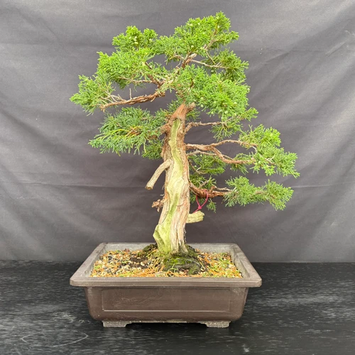 40 year old Kishu Shimpaku specimen pre-bonsai with dramatic deadwood