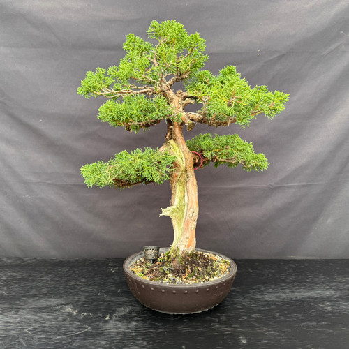 Front view of a 40-year-old Kishu Shimpaku with an upright trunk, layered green branches and a round mica training pot