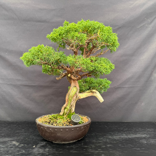 Front view of a 40-year-old Kishu Shimpaku with a directional trunk, rounded foliage pads, deadwood and a round mica pot
