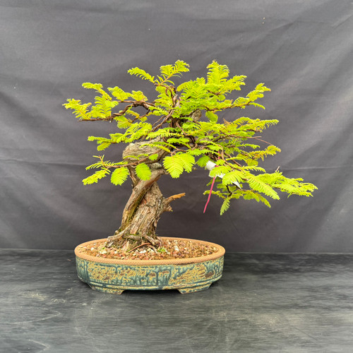 Front view of a twisted trunk Dawn Redwood with bright green foliage in an oval glazed ceramic pot by Jack Hoover